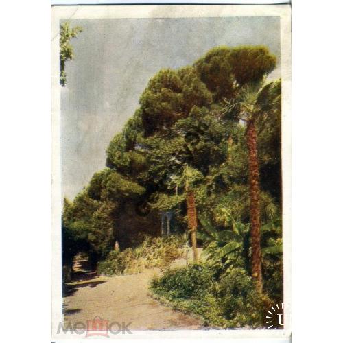 Никитский ботанический сад Пинии и пальмы 21.01.1955  