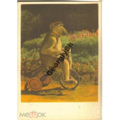 Обезьяна на велосипеде - уголок Дурова 1958  ИЗОГИЗ