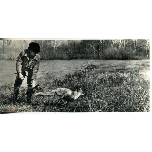 Окский заповедник Лиса спасенная в половдье 1973  