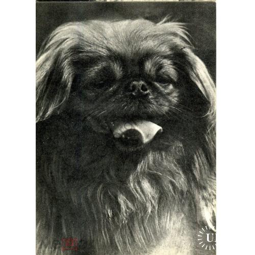 собака  Пекинес 1969  