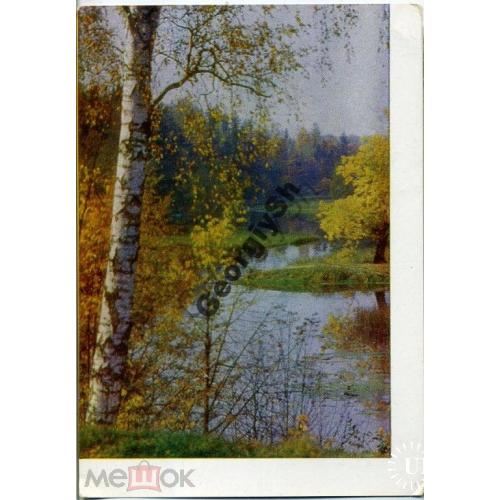  Подмосковье Березы у реки фото Самсонова 1963  