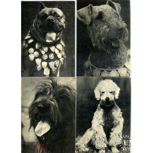 Породы собак - набор 25 открыток 1969 Сенбернар, овчарка, балонка, боксер, терьер...  
