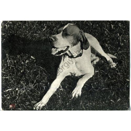 собака  Пойнтер 1969  