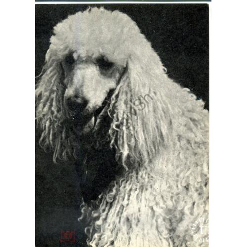 собака  Пудель 1969  