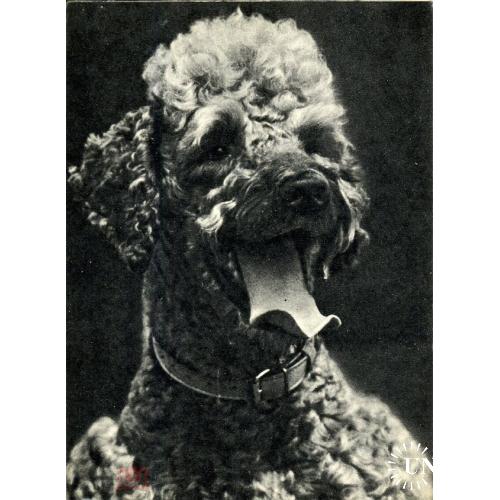 собака Пудель в2 1969  