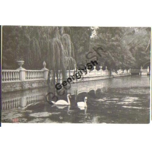 Саки Пруд в парке 02.07.1966  лебеди