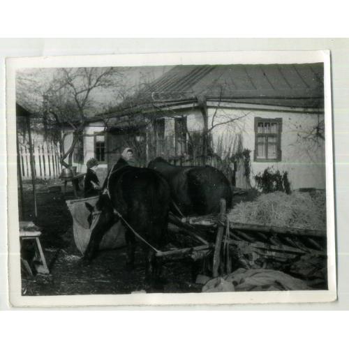 Село, лошади, телега , кормежка на подворье 9х12 см ноябрь 1972