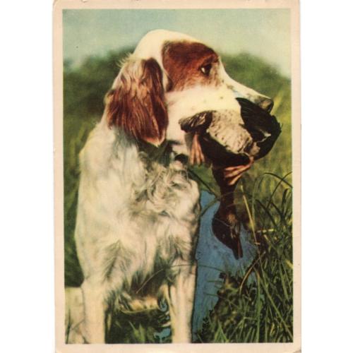 Собака с дичью фото М. Козловского 30.05.1956 Державне видавництво / охота на украинском