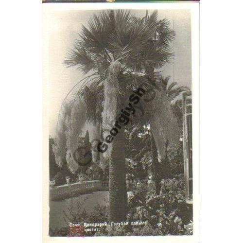 Сочи дендрарий Голубая пальма 1956  