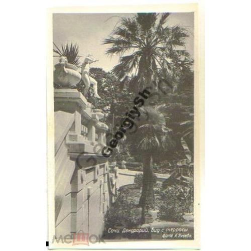     Сочи Дендрарий Вид с террасы 1955 Зязев  