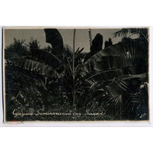 Сухуми Ботанический сад Банан 8,5х13,5 см  