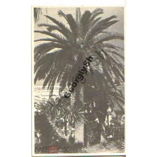 Сухуми Финиковая пальма 23.04.1955  Абхазия