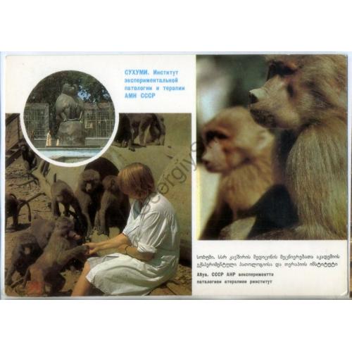 Сухуми Институт Экспериментальной паталогии и терапии 30.11.1984 ДМПК в7-1 обезьяны  