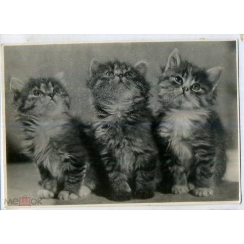 Три котенка 14.01.1956 трест внешнего оформления Москвы в7-1  