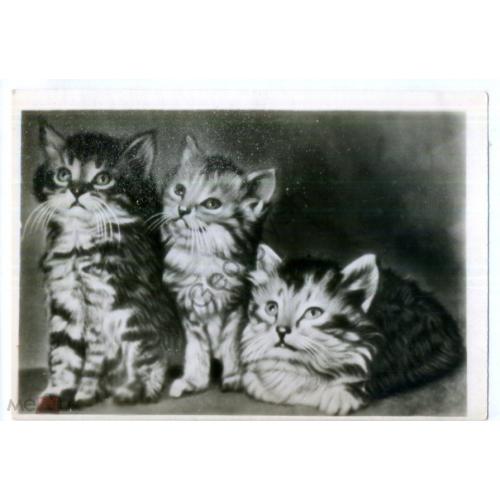 Три котенка 1956 Тамбов Облфототрест в7-1  