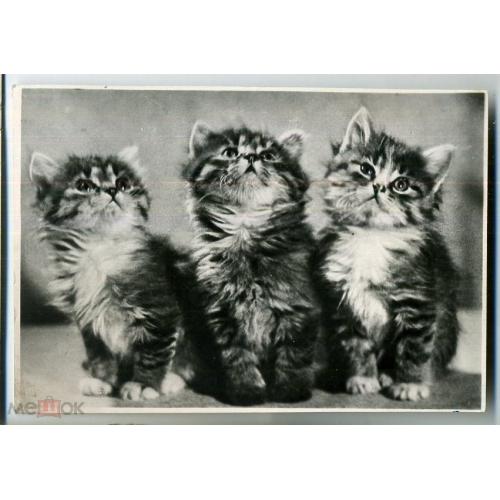 Три котенка 21.06.1957 трест внешнего оформления Москвы  