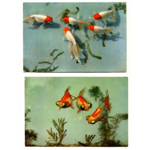 Аквариум. Аквариумные рыбки. Изд. Китай. 10 открыток.