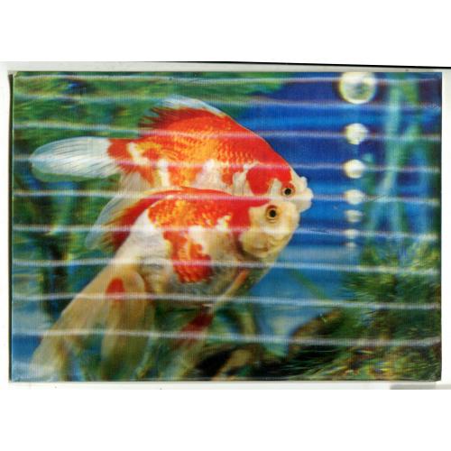 Аквариум. Стереооткрытка.