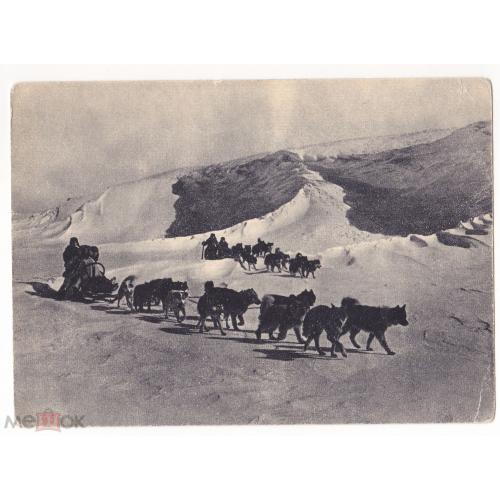 Чукотка. Собачья упряжка в тундре.  Дальний Восток. 1957 год.