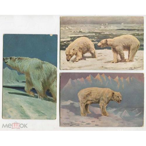 Медведь. Белый. 3 открытки.