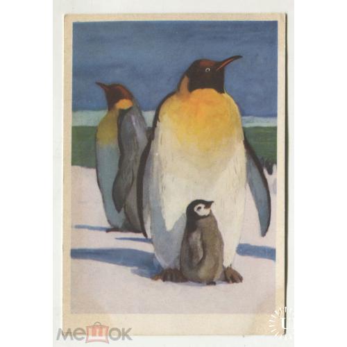 Пингвин. 3 открытки.