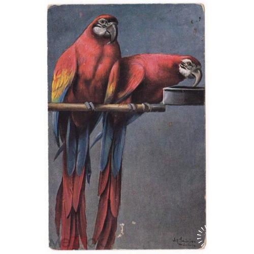 ПОПУГАЙ. Два красных попугая.