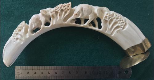 Подарок охотнику Клык африканского абиссинского бородавочника 18.5 см зуб бивень клик