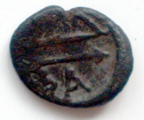Монета северного причерноморья