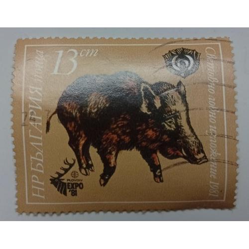 Болгария 1981 Кабан, гашеная