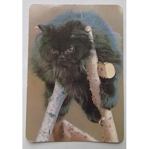 Календарь Черный кот 1993