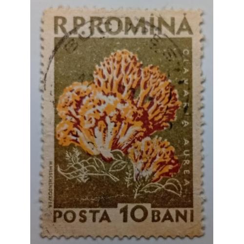 Румыния 1958 Грибы, 10В, гашеная