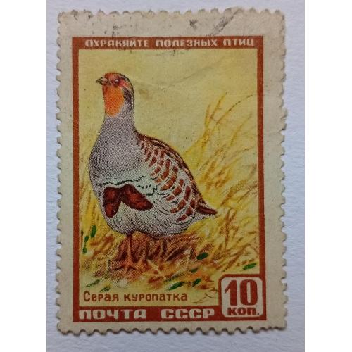 СССР 1957 Серая куропатка, гашеная