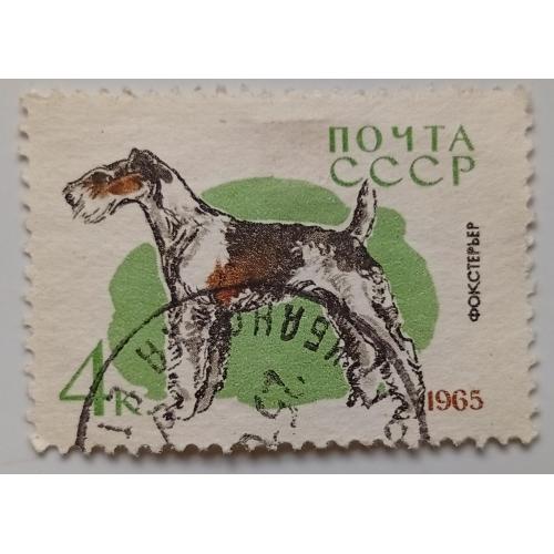 СССР 1965 Фокстерьер, гашеная