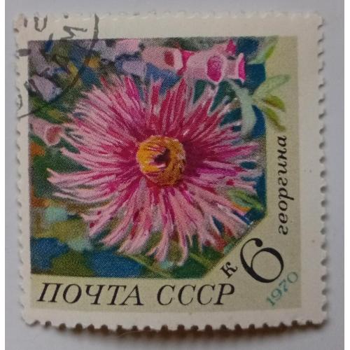 СССР 1970 Цветы, георгина, гашеная