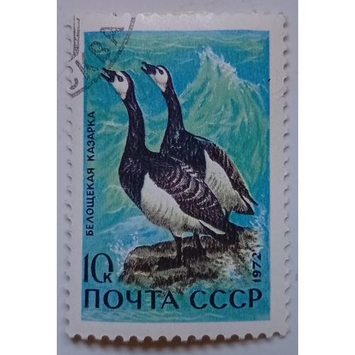 СССР 1972 Белощекая казарка, гашеная