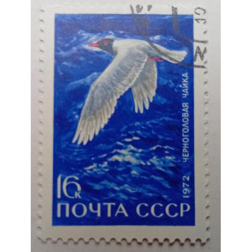 СССР 1972 Черноголовая чайка, гашеная
