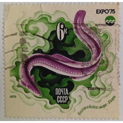 СССР 1975 Европейский угорь, гашеная
