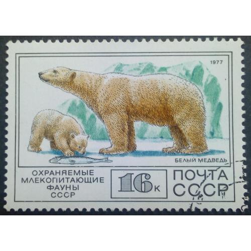 СССР 1977 Фауна, Белый медведь, гашеная