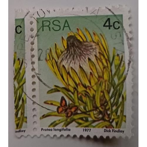 ЮАР 1977 Протея, флора, 4с, гашеная