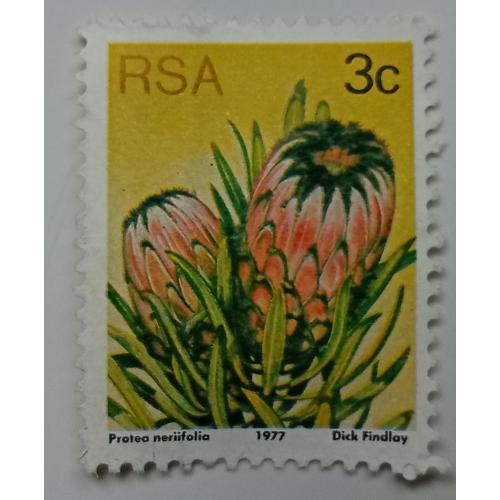 ЮАР 1977 Протея олеандролистная, флора, гашеная(I)