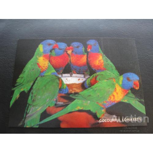 Австралия Открытка Радужные лорикеты Многоцветные попугаи Чистая