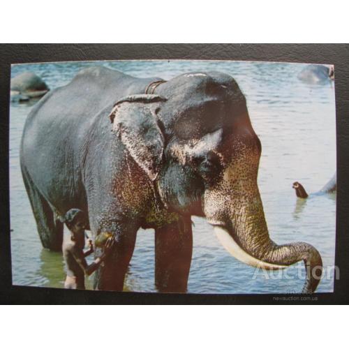 Шри - Ланка Открытка Купание слона Чистая