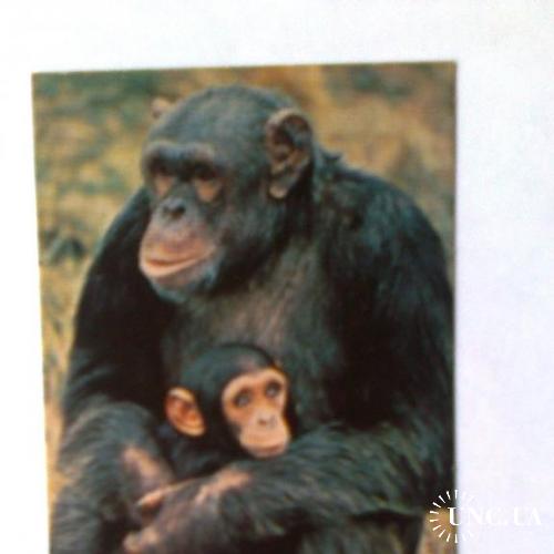 Календарик СССР 1992г обезьяна

