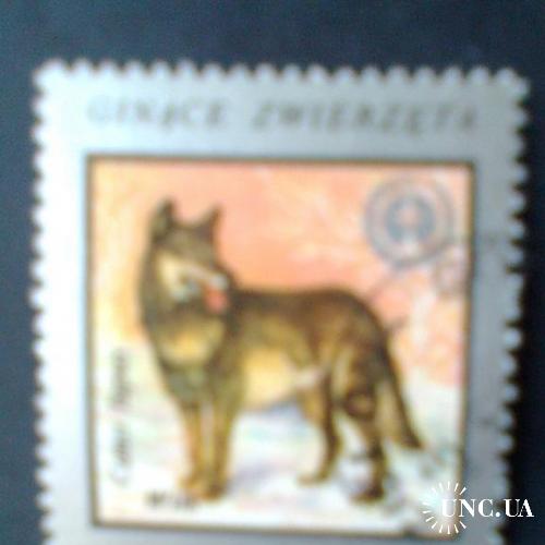 Польша г1977 Охрана природы Волк
