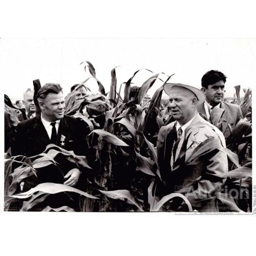 Никита Хрущев в кукурузе в СССР.