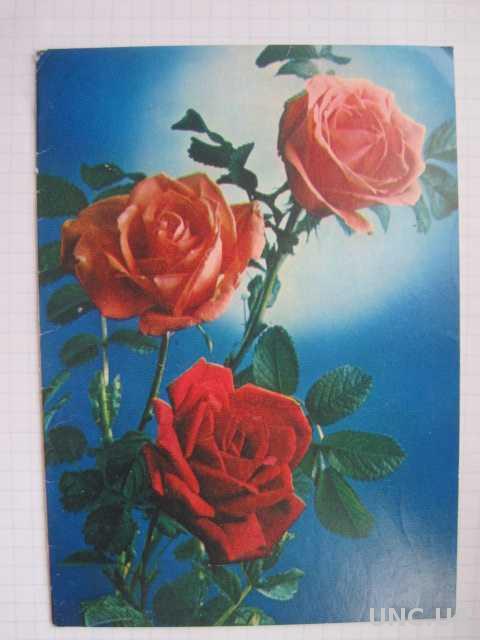 Розы фото Костенко 1984 год