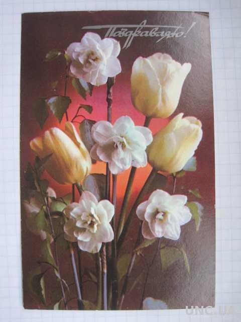 Тюльпаны Нарциссы фото Костенко 1976 год