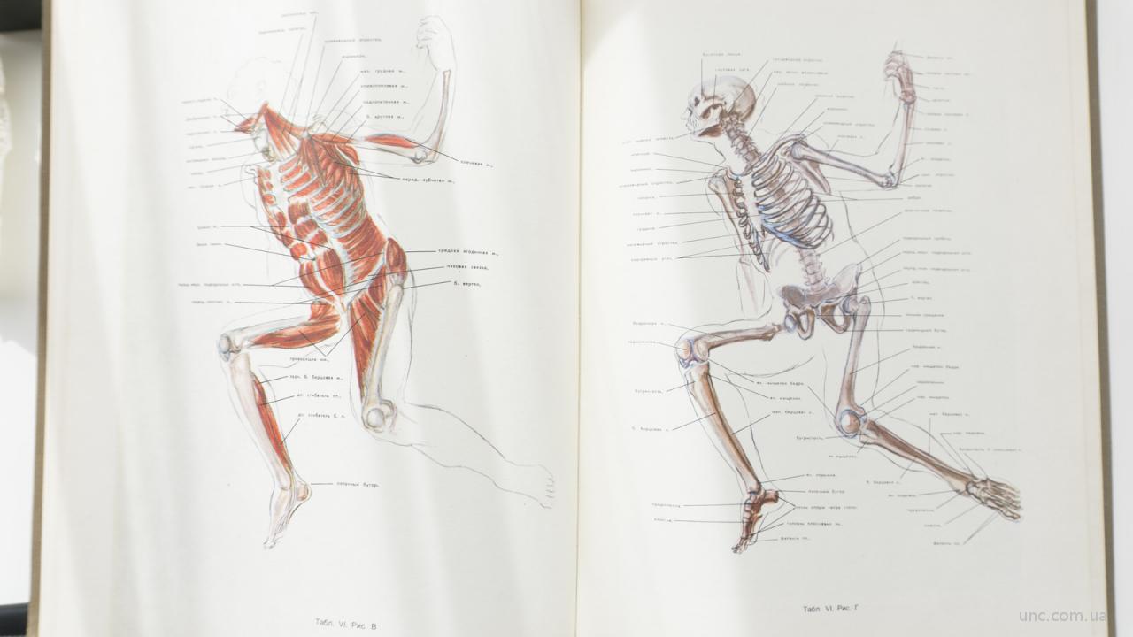 Пластическая анатомия и изображение человека на ее основах М.Ц Рабинович  купить на | Аукціон для колекціонерів UNC.UA UNC.UA