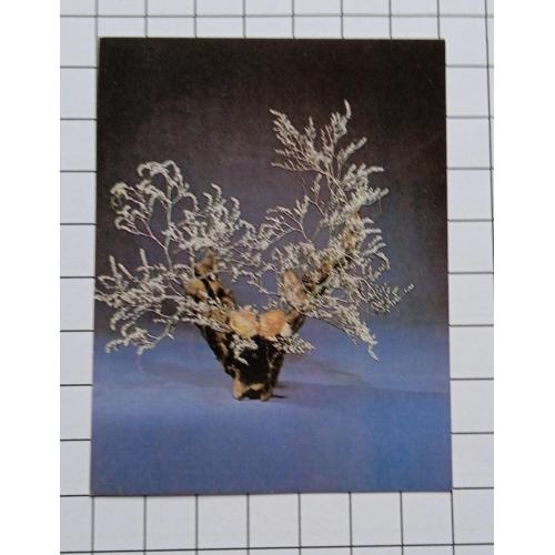 Открытка Б. Левицкий 