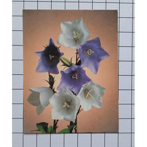 Открытка Э. Стейнерт 